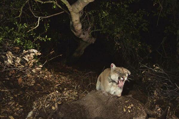 Eastern puma snopes new arrivals